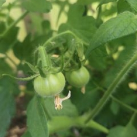 Tomaten 2026-06-17 11.34.